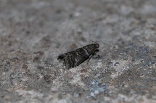 Réf. 187 679 : Acrobasis obtusella